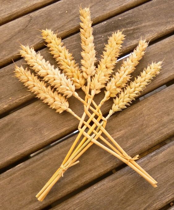 Tresse épi de blé naturelle
